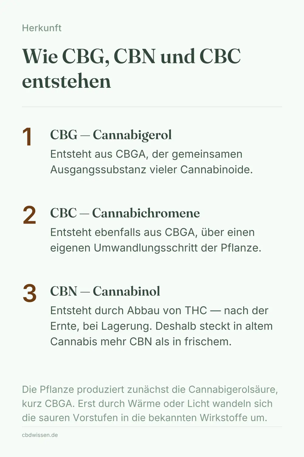 Infografik: Entstehung von CBG, CBN und CBC aus der Ausgangssubstanz CBGA und durch THC-Abbau