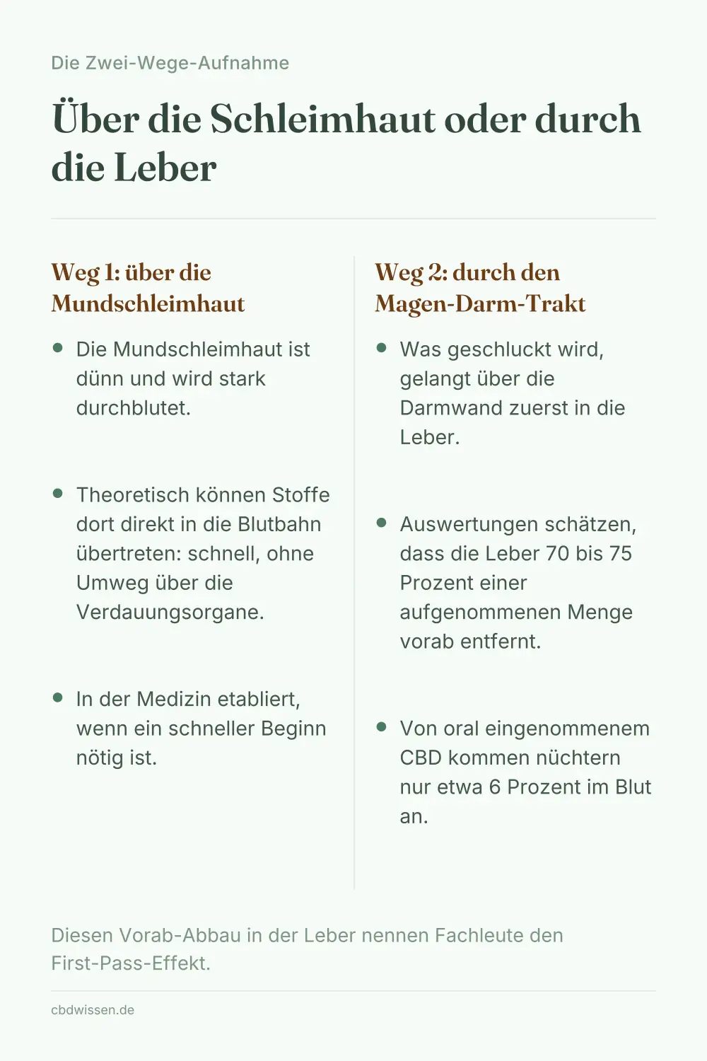 Infografik: Über die Schleimhaut oder durch die Leber — Die Zwei-Wege-Aufnahme