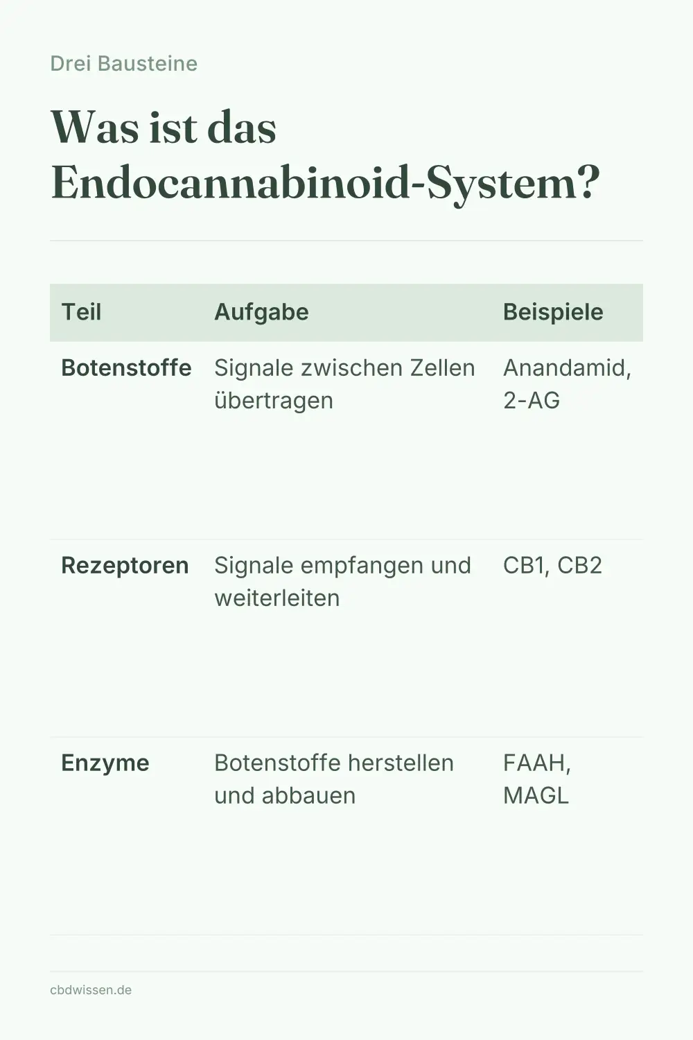 Infografik: Was ist das Endocannabinoid-System? — Drei Bausteine